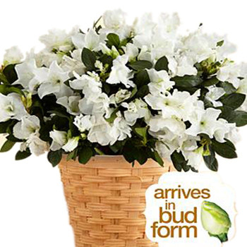 White Azalea Blossom