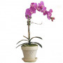 Lovely Living Orchid